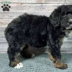 Nimbus, Bernedoodle Puppy